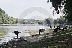Herd of cows by the river side