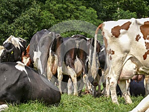 A herd of cows in a row, full udders, their rear side by side, with a background of trees.