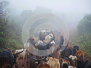 Herd of cows Safari Ngorongoro - Tarangiri in Africa
