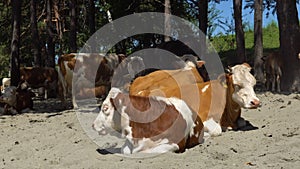 A herd of cows on the sandy bank of the river.