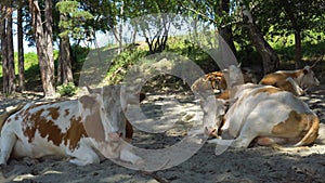 A herd of cows on the sandy bank of the river.