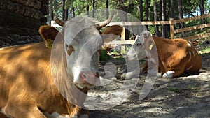 A herd of cows on the sandy bank of the river.