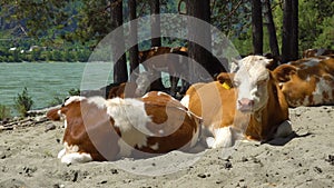 A herd of cows on the sandy bank of the river.