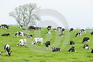 herd of cows, Scotland