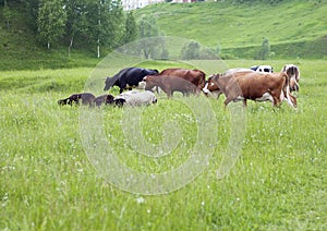 A herd of cows and sheep graze in the meadow