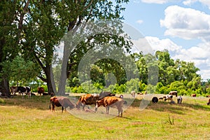 A herd of cows and sheep graze together in a field