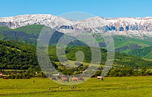 A herd of cows and sheep grazes on a green meadow in the mountains