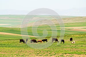 Herd of cows and shepherd