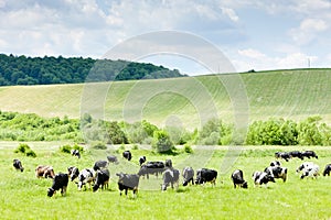 Stádo kráv, Slovensko