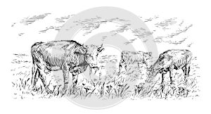 herd of cows is standing nibbling grass sketch engraving illustration style