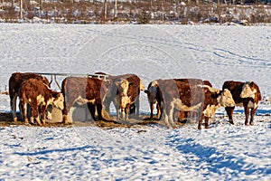 Herd of cows standing in the snow in a winter pasture in Sweden