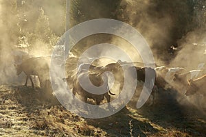 A herd of cows with steaming breath on a frosty winter morning