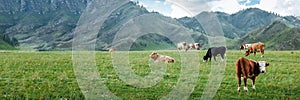 Herd of cows in a summer rural landscape on a summer day in mountain area