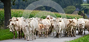 Herd of cows and veal in Pyrenees