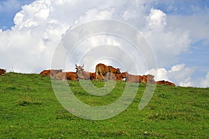 Herd of cows with a very bad bull