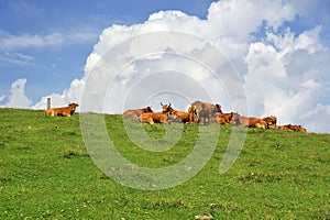 Herd of cows with a very bad bull