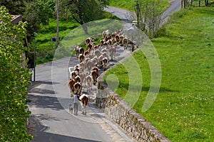 Herd of cows photo