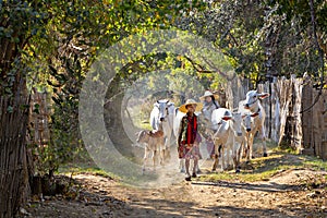 Herd of cows in Bagan, Myanmar