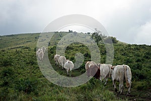 Herd of cows