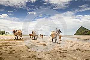 Herd of cows walking in complete liberty on the beach with amazing cloudy sky in the background