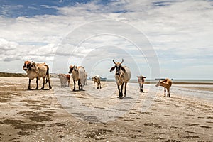 Herd of cows walking in complete liberty on the beach with amazing cloudy sky in the background