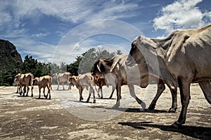 Herd of cows walking in complete liberty on the beach with amazing cloudy sky in the background