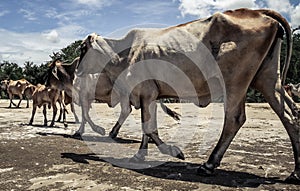 Herd of cows walking in complete liberty on the beach with amazing cloudy sky in the background