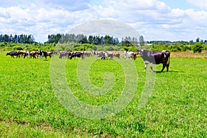 Herd of cows walks on the field