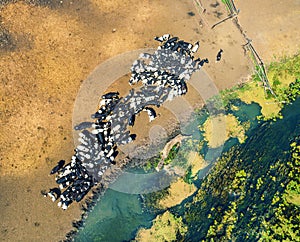 The herd of cows at a watering place