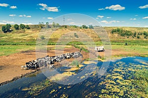 The herd of cows at a watering place