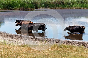 Herd of cows at watering place