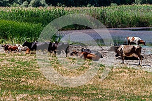 Herd of cows at watering place