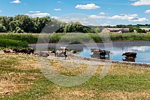 Herd of cows at watering place