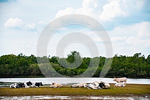 Herd of cows at the watering place