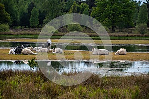 Herd of cows at the watering place