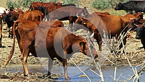 Herd Of Cows On Watering Place