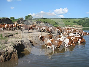 Herd of cows on a watering place.