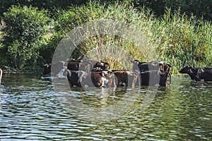 a herd of cows at a watering place near a small river