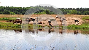 A herd of cows at the watering quenches thirst with water and rests at noon