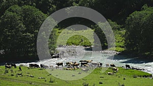 A herd of cows went down to the mountain river