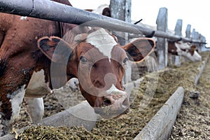 A herd of cows who use hay in a barn on a dairy farm.