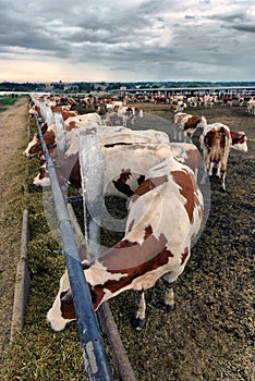 A herd of cows who use hay in a barn on a dairy farm.