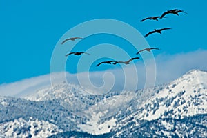 Herd of Cranes Over Mountains