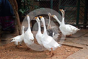 Herd of Croaking Duck