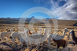 Herd of curious alpacas in Bolivia photo