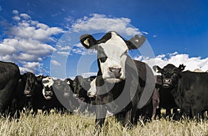 Herd of curious cattle in dry summer field, New Zealand