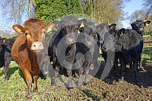 Herd of curious cows in an english field. tewin, hertfordshire