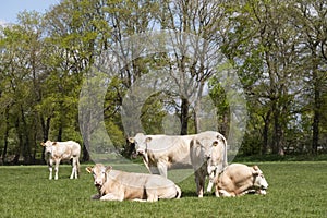 Herd of curious white Charolais beef cattle in a pasture in a dutch countryside. With the cows standing in a line