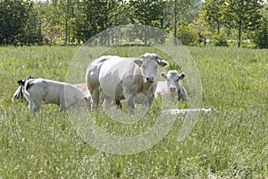 Herd of curious white Charolais beef cattle in a pasture in a dutch countryside. With the cows standing in a line staring