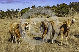 Herd of curious young Charolais cross Brahman cattle.
